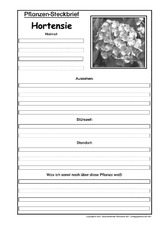 Pflanzensteckbrief-Hortensie-SW.pdf